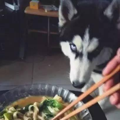 养宠物真的很浪费时间和精力吗,没有经济跟精力养宠物狗怎么办