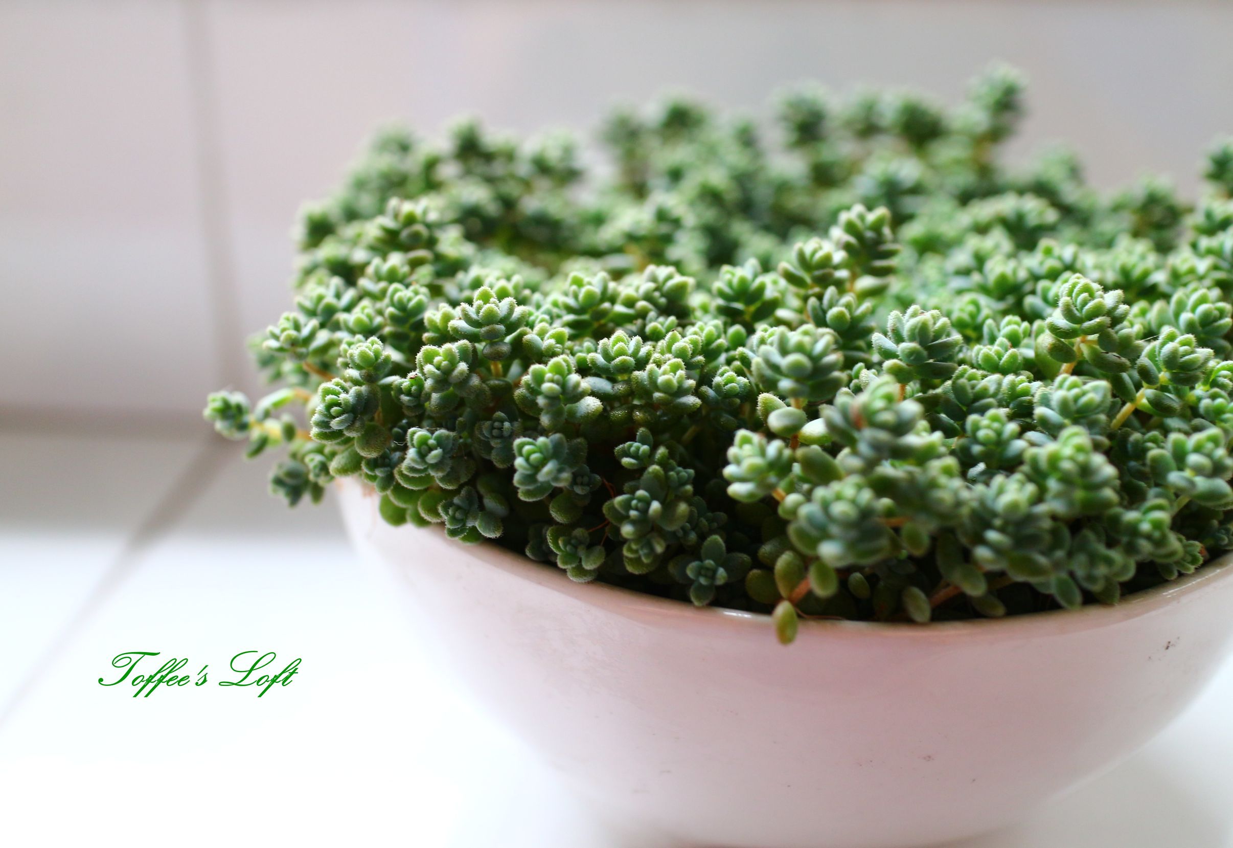 大型姬星美人多肉,姬星美人多肉配土