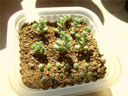 大型姬星美人多肉,姬星美人多肉配土