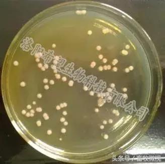 凝结芽孢杆菌作用机理及功能特点