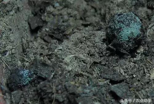 卖农资的不会给你讲这些,给农民朋友科普下神奇的木霉菌!