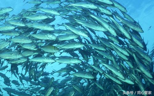 全北美最佳营养补充品,美国脑黄金营养素