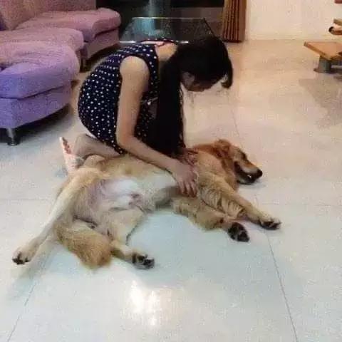 主人突然晕倒狗狗的反应,狗狗突然晕倒还吐怎么回事