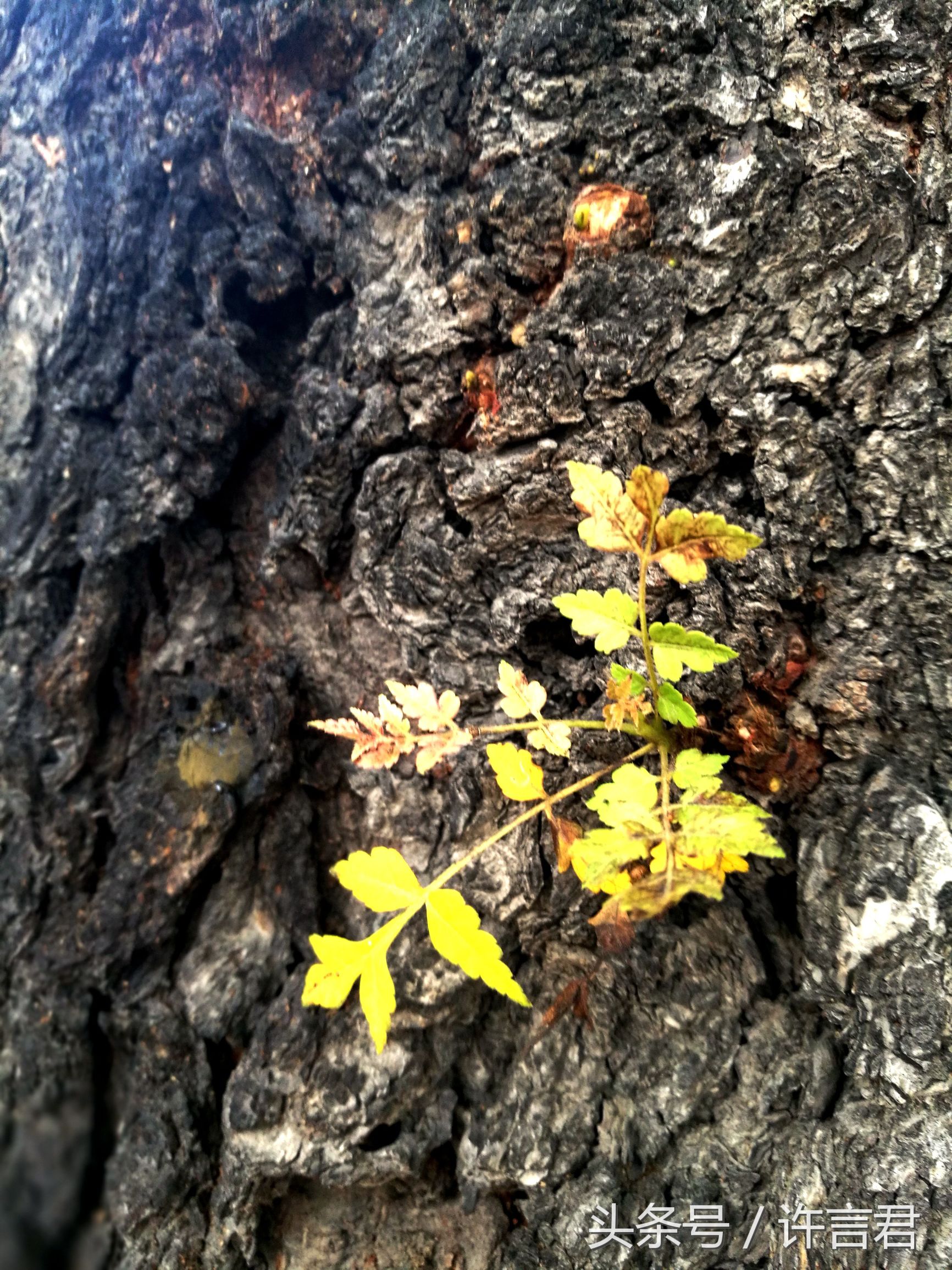 观音寺传说,观音寺传说故事