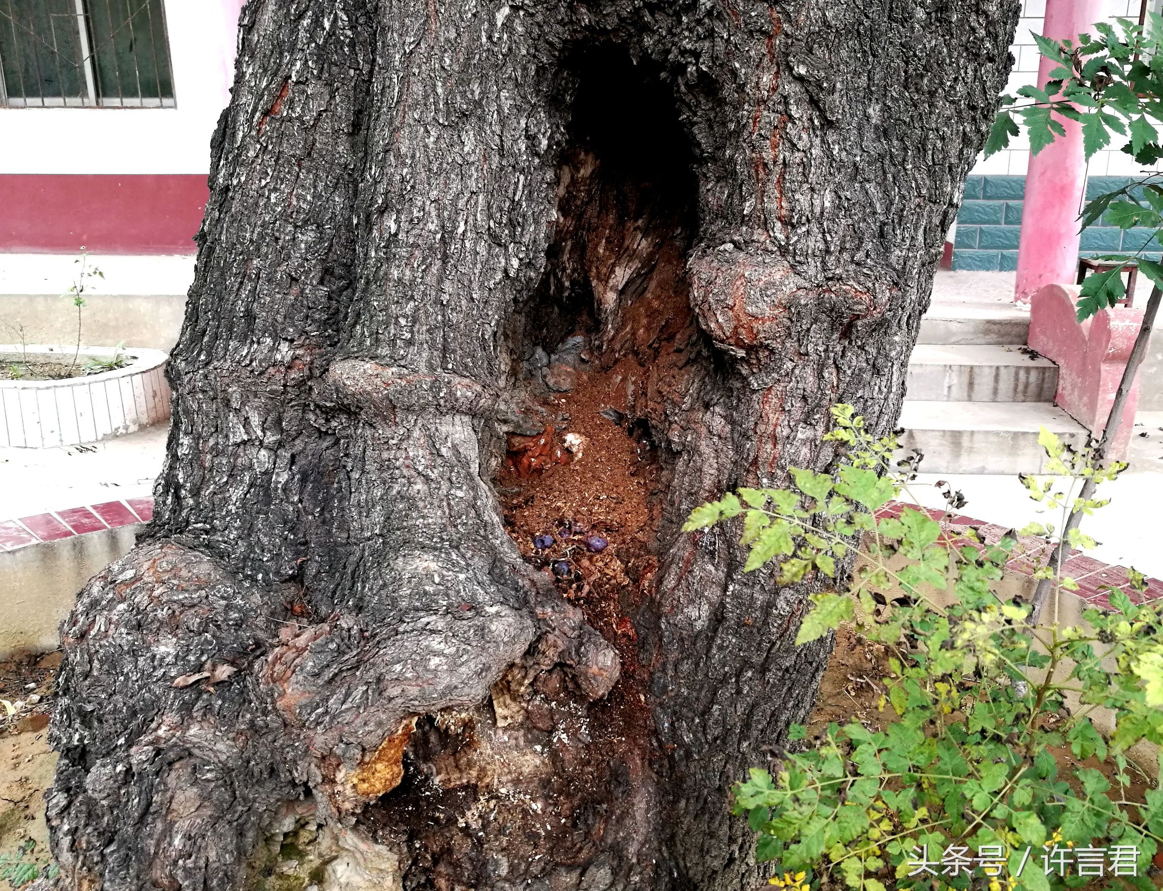 观音寺传说,观音寺传说故事