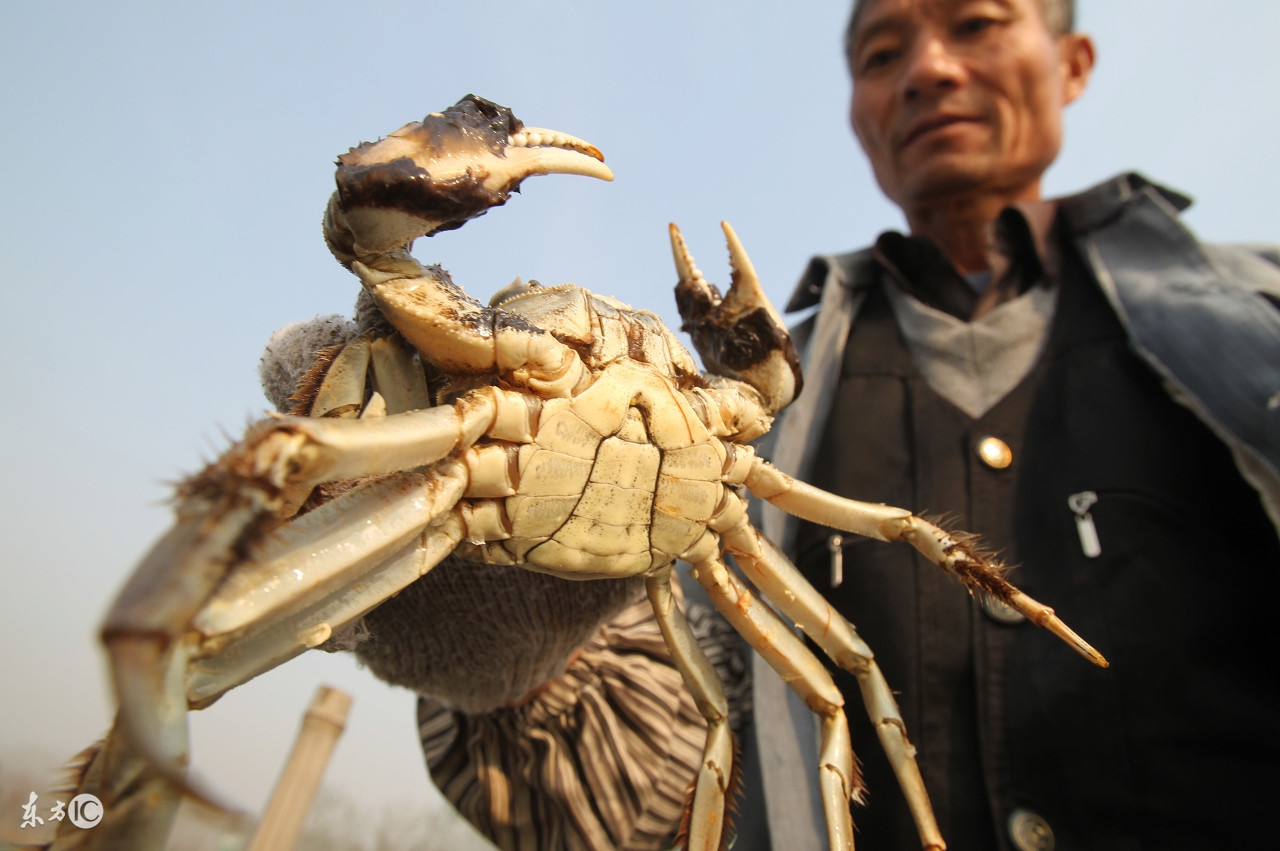 银屑病可不可以吃蟹,银屑病能吃蟹腿肉么
