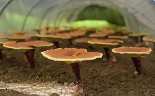 甄芝灵芝西洋参茶198元每盒,甄芝灵芝西洋参茶靠谱不