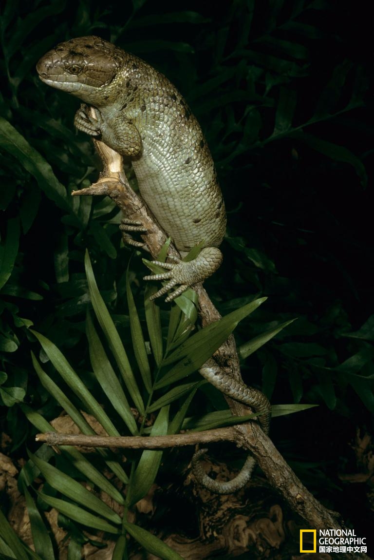 会飞的蜥蜴你见过吗,尾巴很长的会飞的蜥蜴是什么