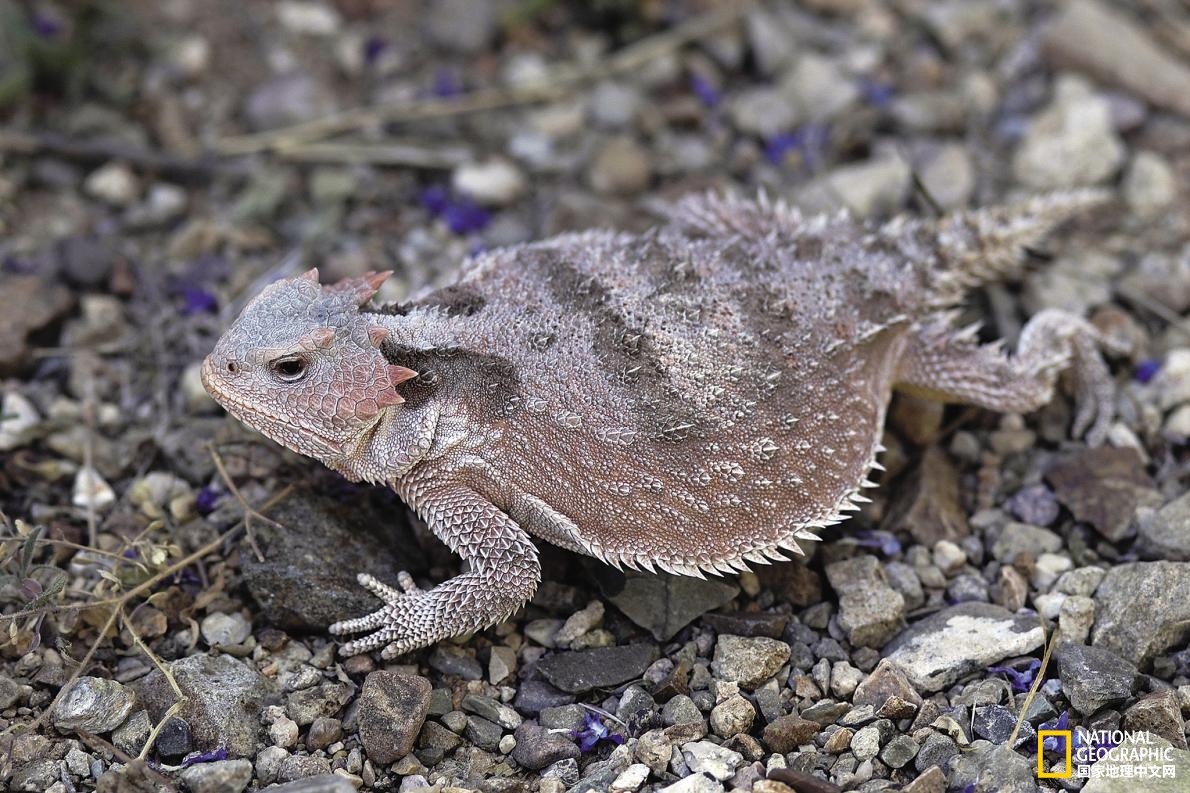 会飞的蜥蜴你见过吗,尾巴很长的会飞的蜥蜴是什么