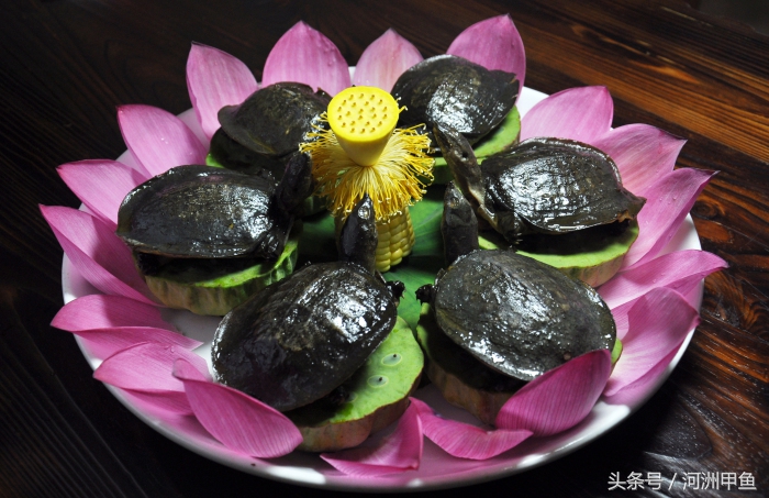 甲鱼菜品介绍术语,甲鱼菜品语言介绍