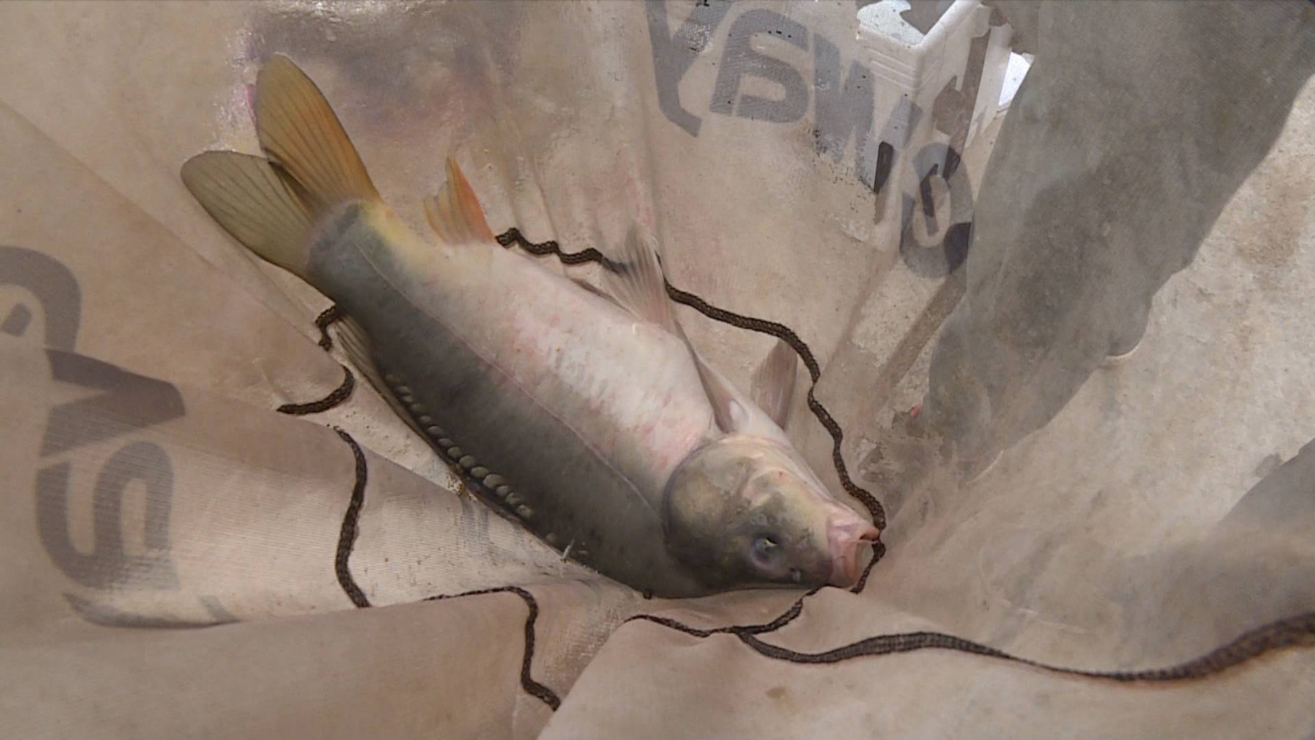 钓二水鱼的饵料状态,钓二胡子鱼用什么饵最好