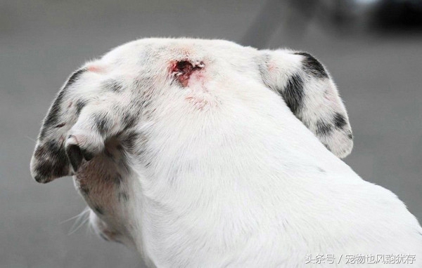 狗被弩射中走到身边求救,宠物狗头部被咬伤送医院