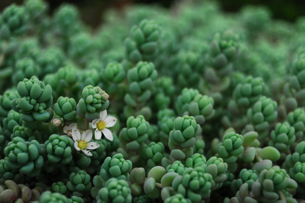 大型姬星美人多肉,姬星美人多肉配土