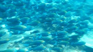 全北美最佳营养补充品,美国脑黄金营养素