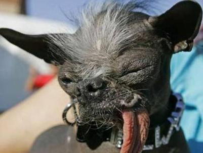 世界最丑狗比赛奖金,十大最丑犬比赛