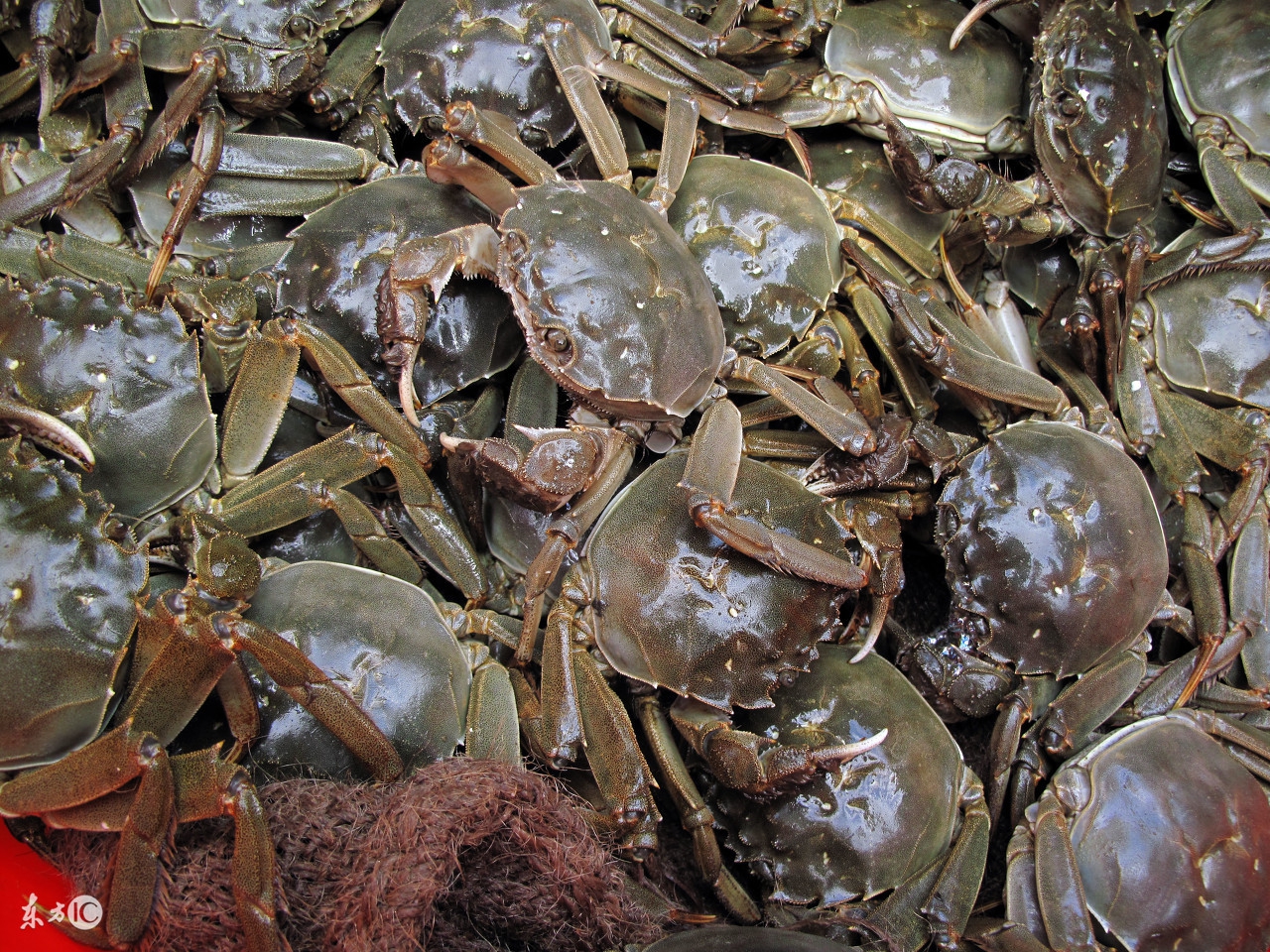 银屑病可不可以吃蟹,银屑病能吃蟹腿肉么