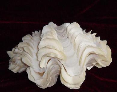 砗磲珠子真假分辨方法,砗磲佛珠的鉴别方法