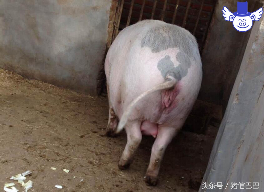 初产母猪分娩困难怎么办?你该学会科学的助产方法!