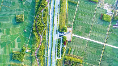 漳州的这朵“仙花”，占领全国98%的市场，经常在春晚“出镜”