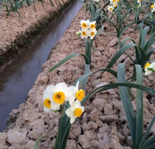 漳州的这朵“仙花”，占领全国98%的市场，经常在春晚“出镜”