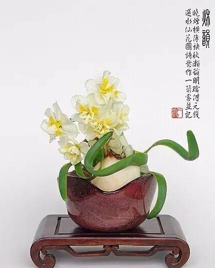 漳州的这朵“仙花”，占领全国98%的市场，经常在春晚“出镜”