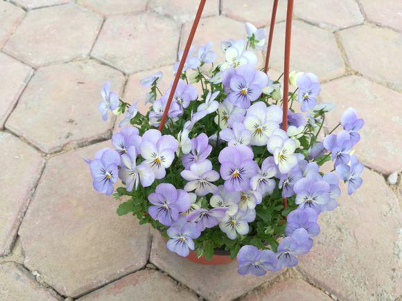 养花就养这款高颜值花,颜控花友养花就养这款