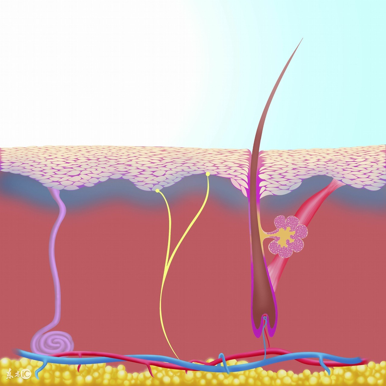 激光脱毛后皮肤起红点很痒,皮肤科激光脱毛正确操作