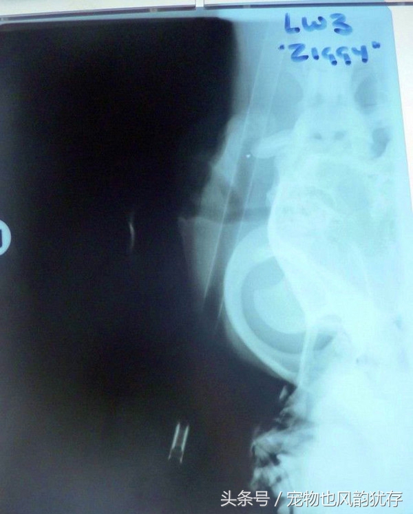 狗被弩射中走到身边求救,宠物狗头部被咬伤送医院