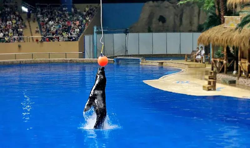 唐山美人鱼海底世界,唐山海底世界海洋馆门票多少钱