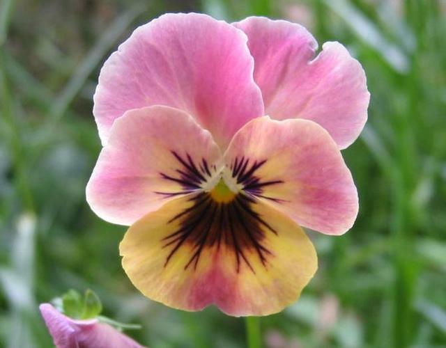 三色堇的养殖方法和注意事项,三色堇花大全