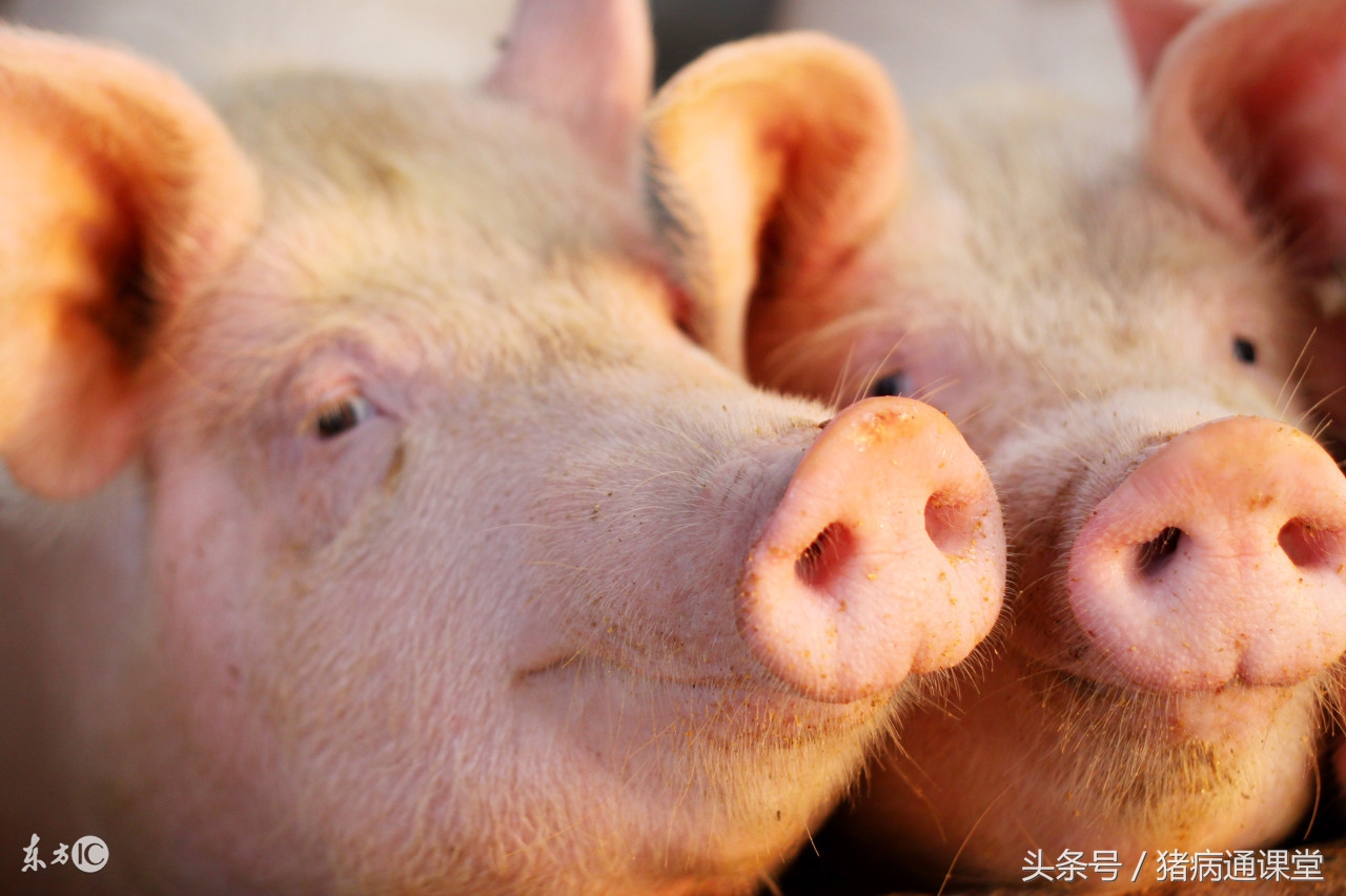 育肥猪中暑自己会好吗,猪为什么总是中暑