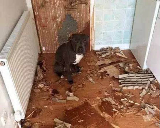 没有对比就没有伤害狗狗视频,没有对比就没有伤害狗子