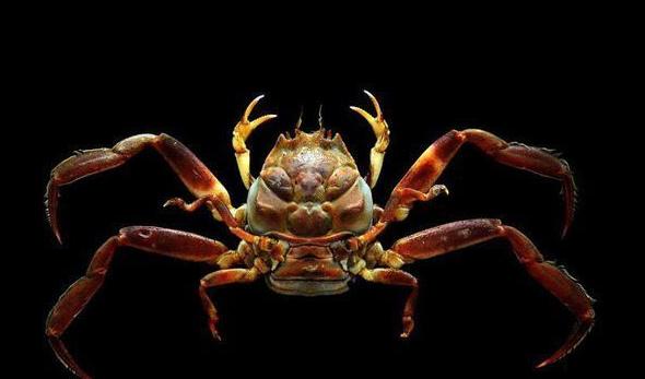 生命的存在形式,生命存在的几种形式