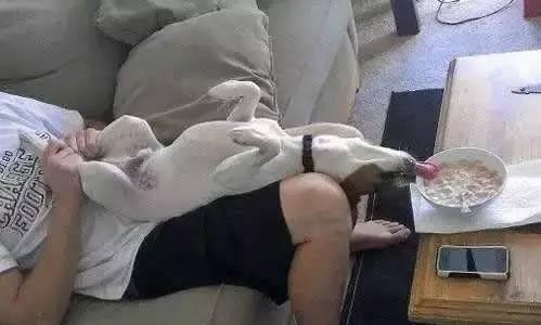 养宠物真的很浪费时间和精力吗,没有经济跟精力养宠物狗怎么办