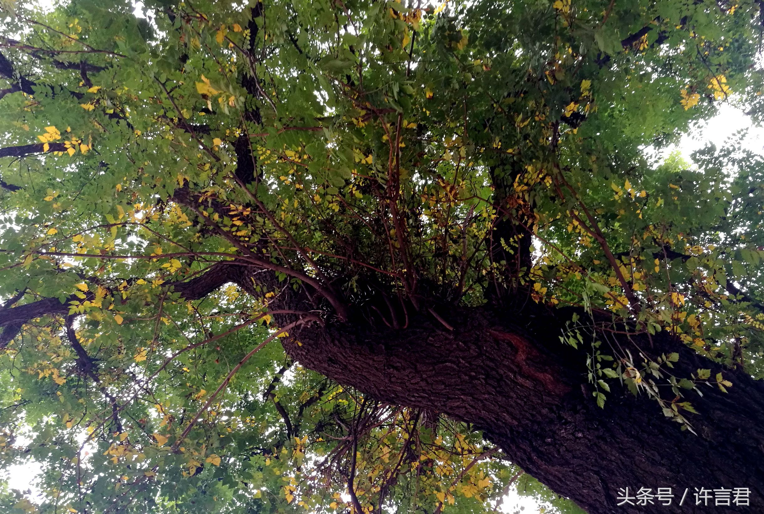 观音寺传说,观音寺传说故事