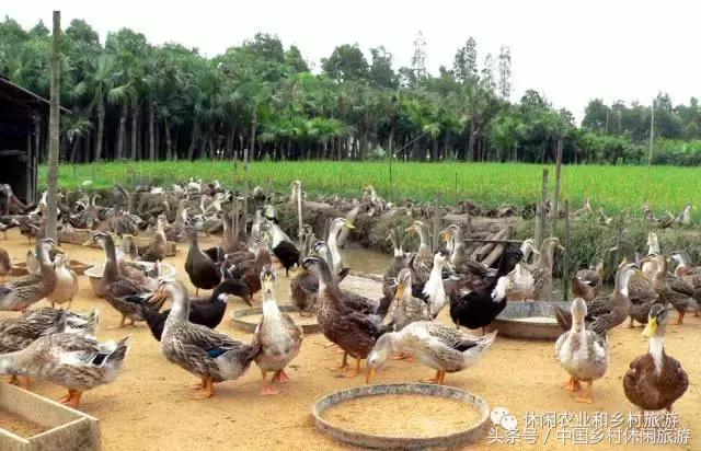 农村休闲农业17种卖点值得收藏,休闲农业与乡村美食