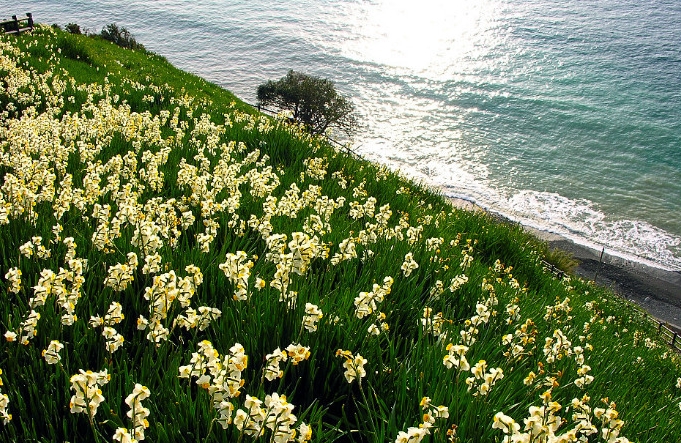 漳州的这朵“仙花”，占领全国98%的市场，经常在春晚“出镜”