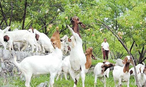 养羊农药中毒怎么治,放母羊中毒了怎样解救