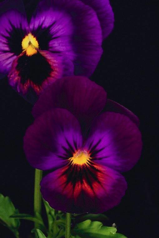 三色堇的养殖方法和注意事项,三色堇花大全