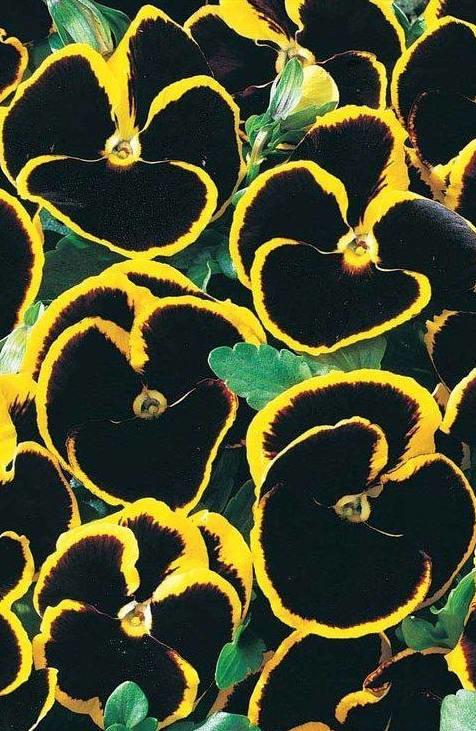 三色堇的养殖方法和注意事项,三色堇花大全