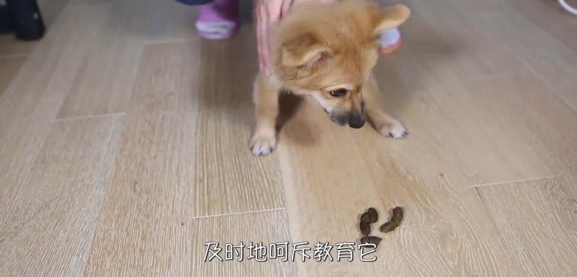 狗狗拉软便什么原因,狗狗吃自己拉的臭臭怎么处理