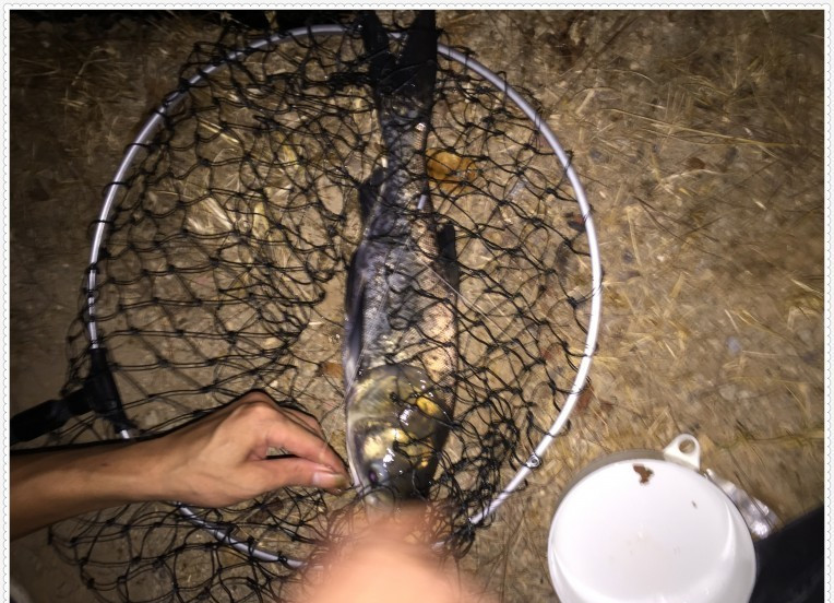 水库钓鱼捕鱼,水库钓的鱼身上有伤是怎么回事