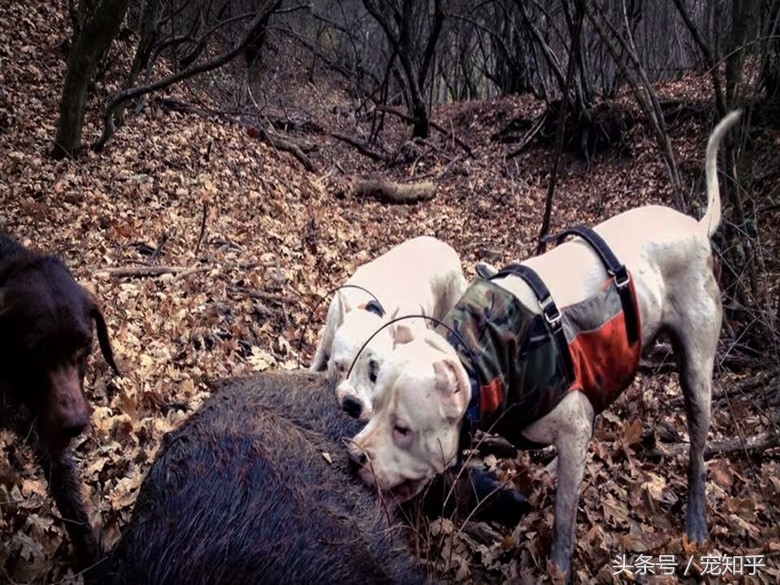 獠牙就是勋章，血染白甲的杜高犬，为狩猎而生，为狩猎而死