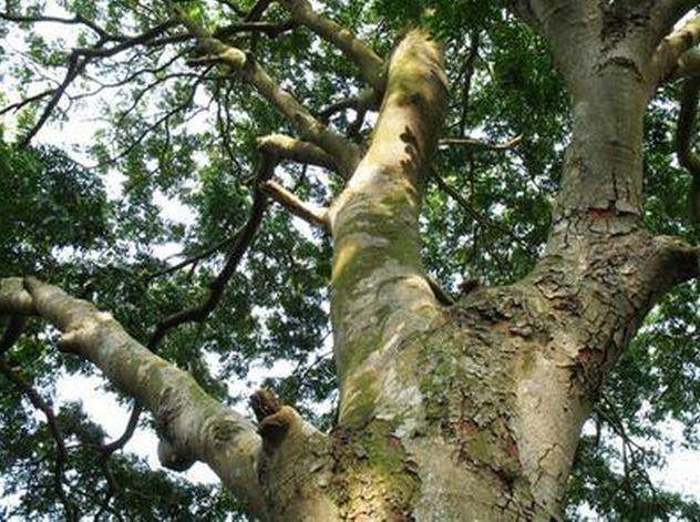 可以传家的菜板红铁木砧板,可以当茶盘的菜板