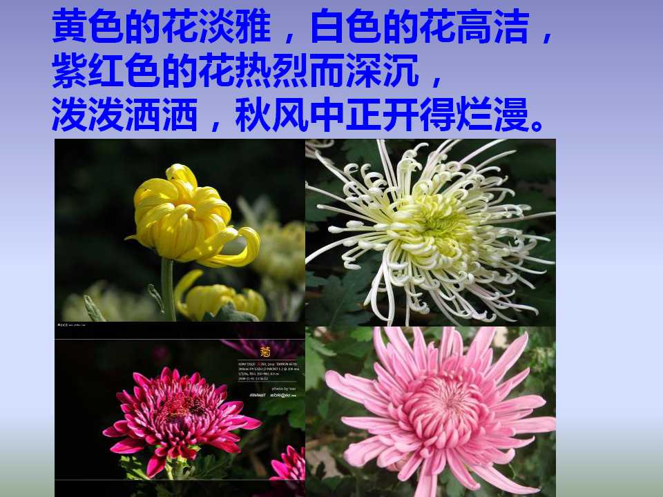 秋天的怀念课文讲解视频,秋天的怀念课文什么时候纳入教材