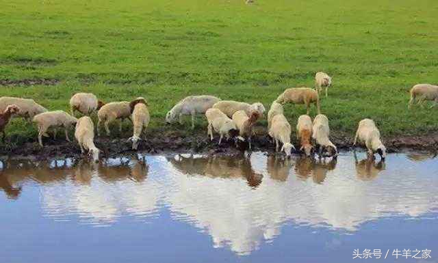 养羊农药中毒怎么治,放母羊中毒了怎样解救