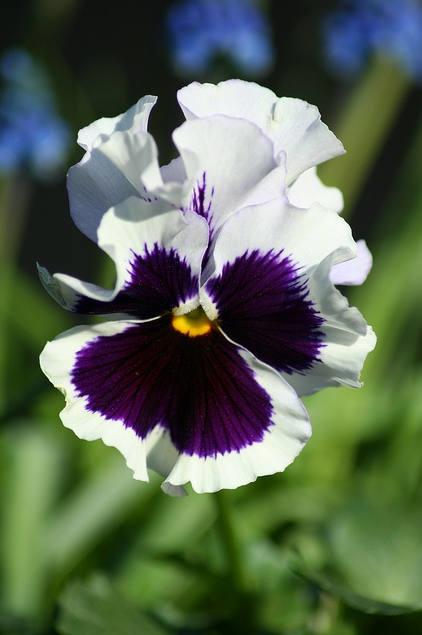 三色堇的养殖方法和注意事项,三色堇花大全