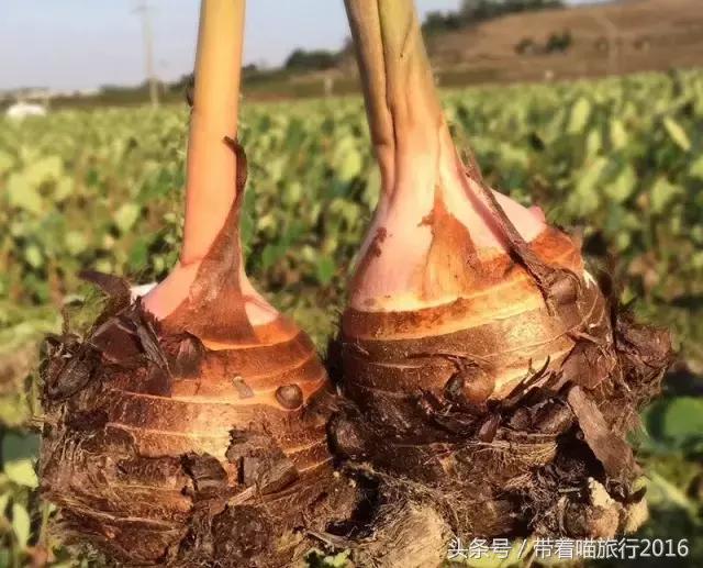 奉化旅游攻略两天一夜,十一宁波奉化旅游景点