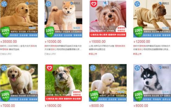 没有对比就没有伤害狗狗视频,没有对比就没有伤害狗子