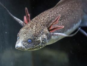 生命的存在形式,生命存在的几种形式